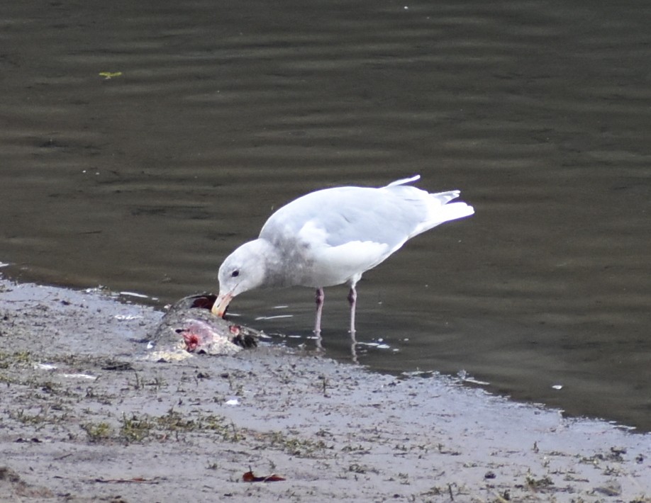 Glaucous-winged Gull - ML390404241
