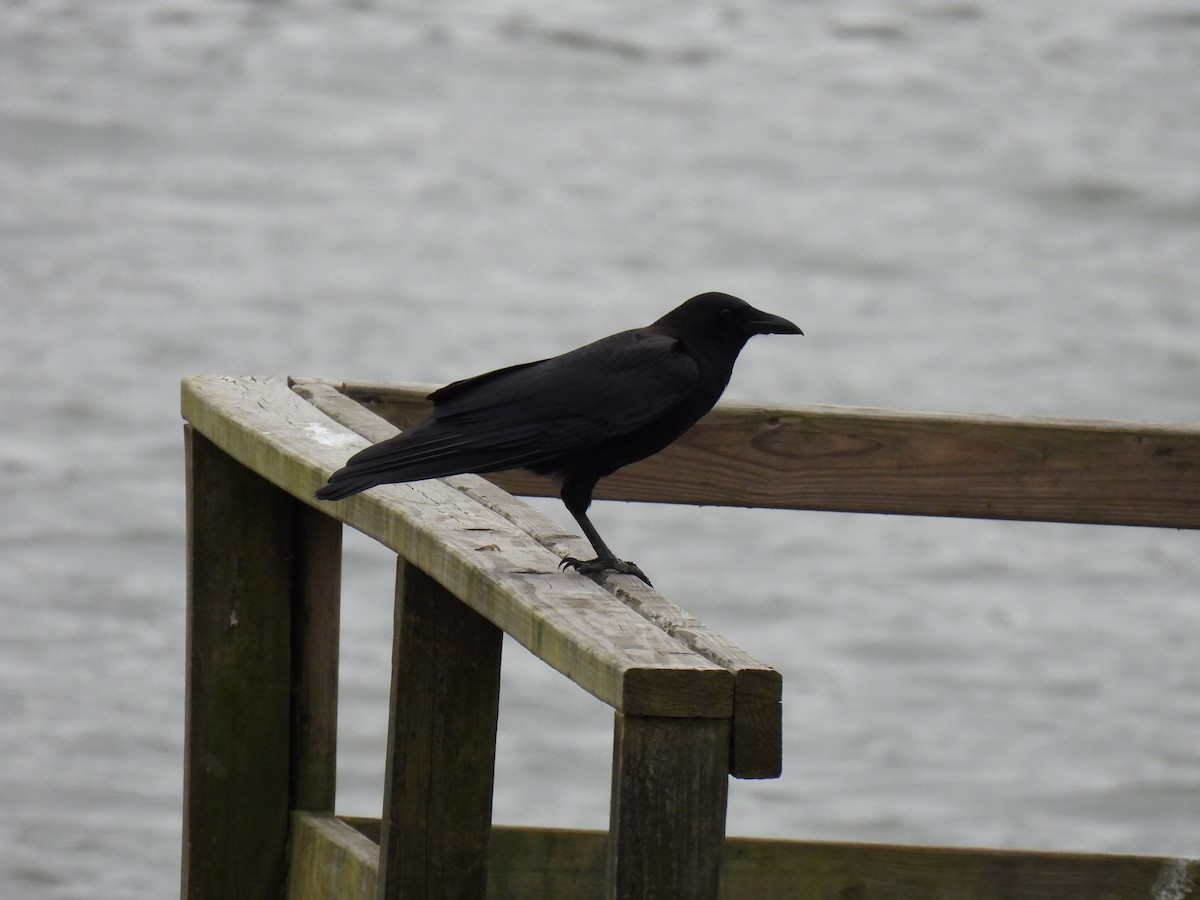 American Crow - ML390405011