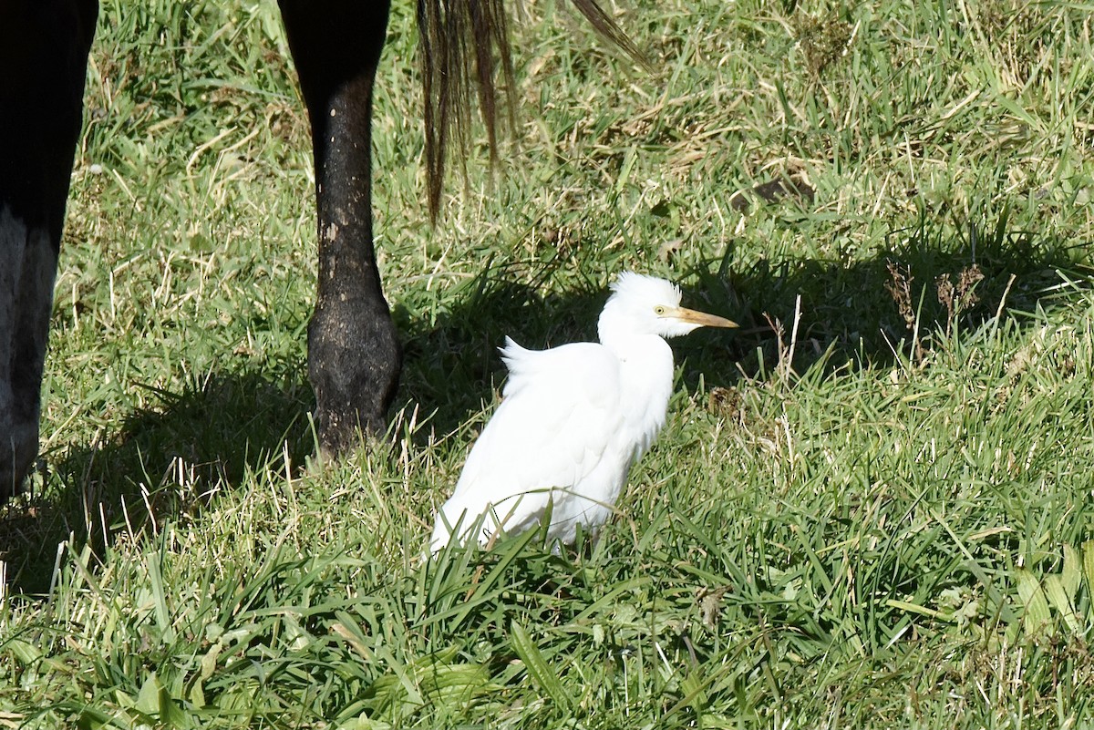 Western Cattle-Egret - Celeste Morien