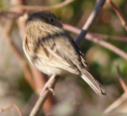 Vesper Sparrow - ML390405651