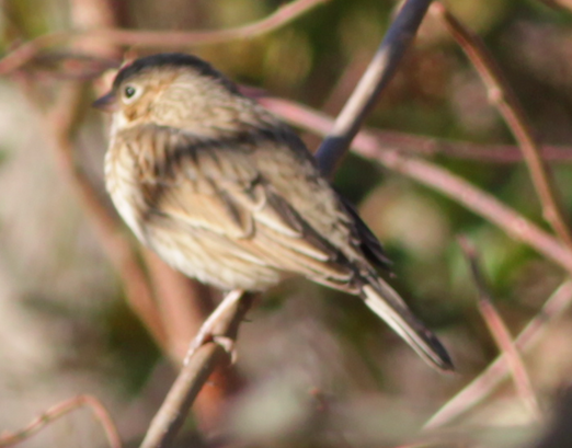 Vesper Sparrow - ♏️ ©️