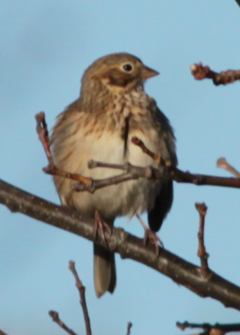 Vesper Sparrow - ♏️ ©️