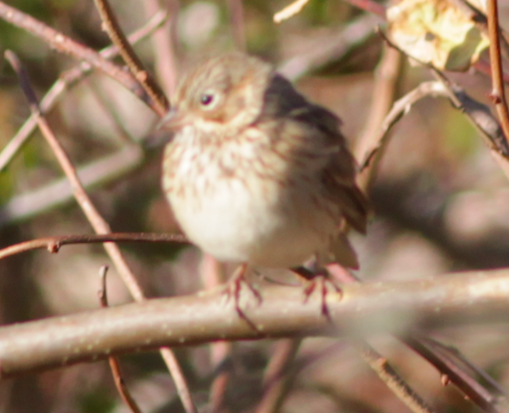 Vesper Sparrow - ML390405681