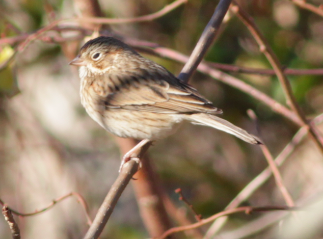 Vesper Sparrow - ML390405701