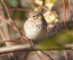 Vesper Sparrow - ML390405711