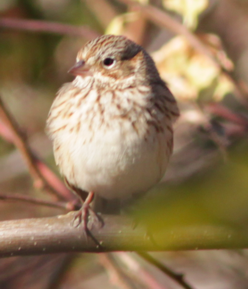 Vesper Sparrow - ML390405721