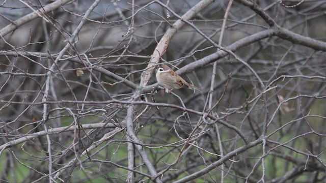 Eurasian Tree Sparrow - ML390406301