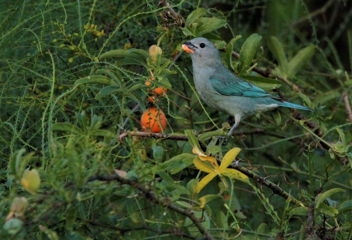 Sayaca Tanager - ML390406471