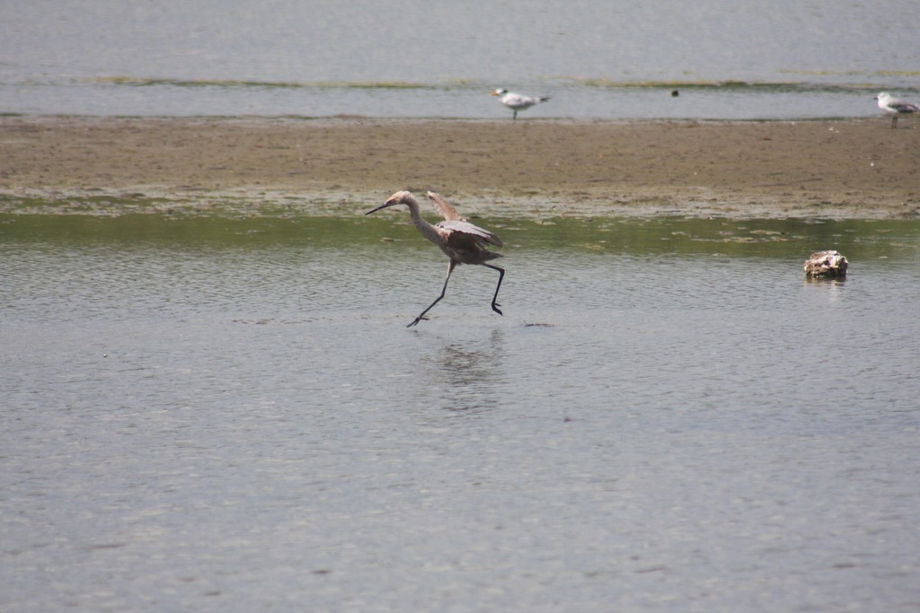 Reddish Egret - César Lezama García