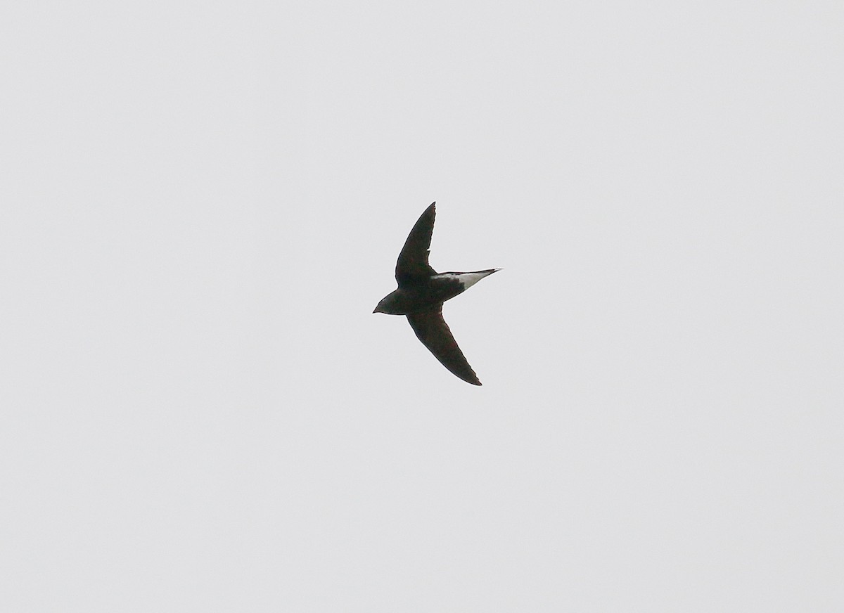 Brown-backed Needletail - ML39041061