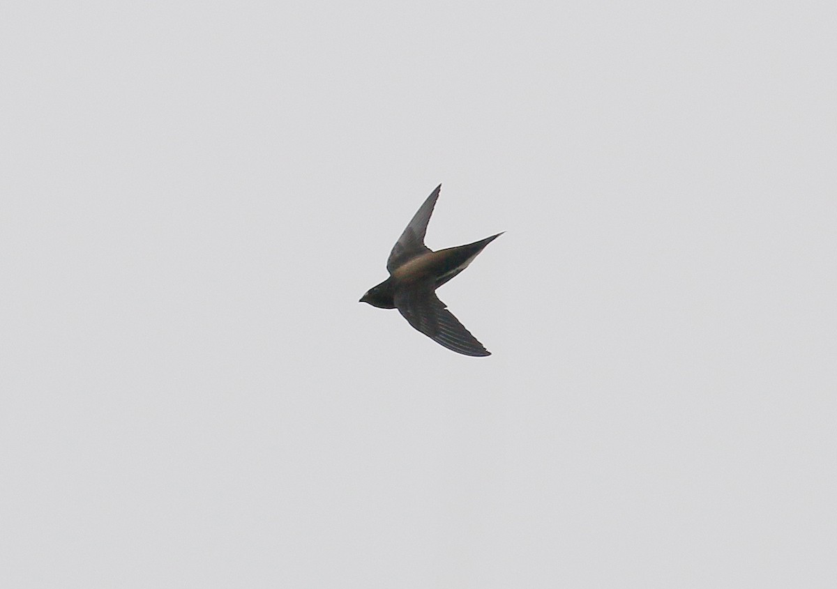 Brown-backed Needletail - ML39041071