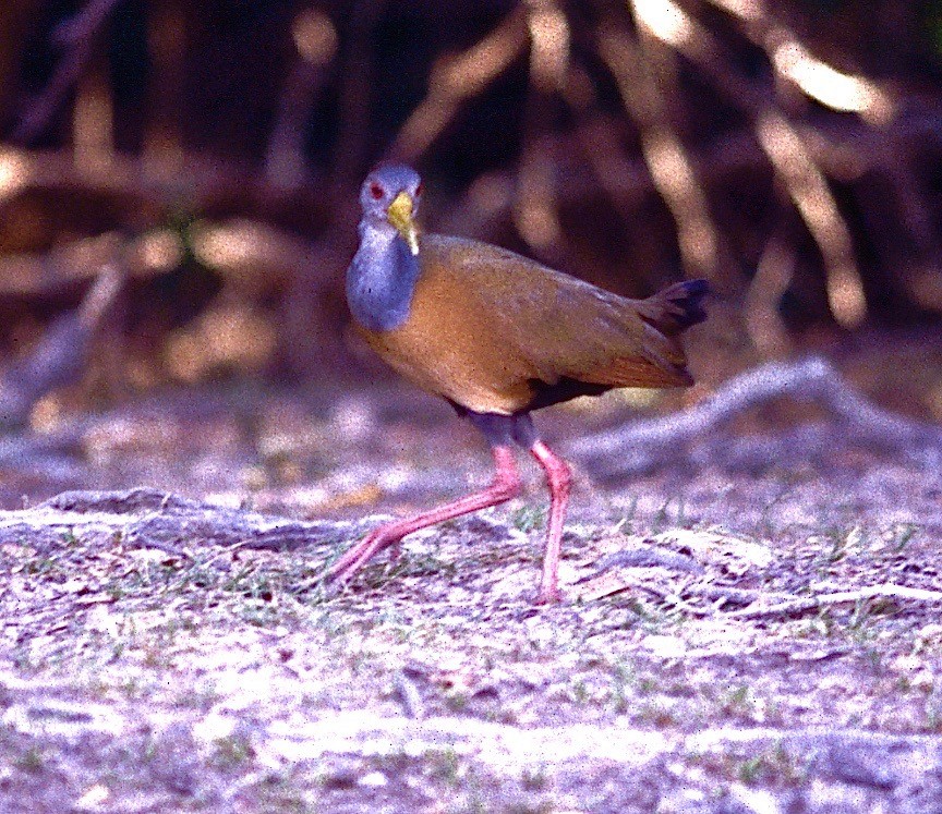 Gray-cowled Wood-Rail - Karl Overman