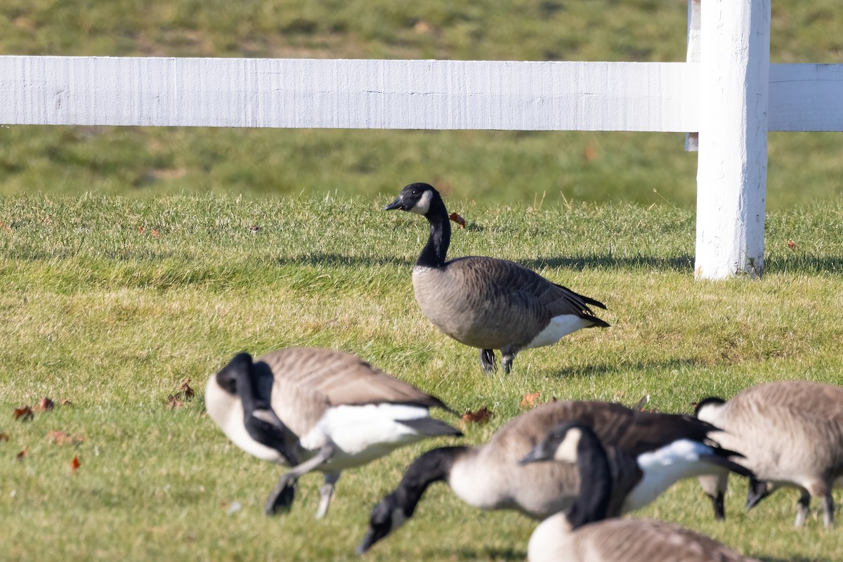 Cackling Goose - ML390412081