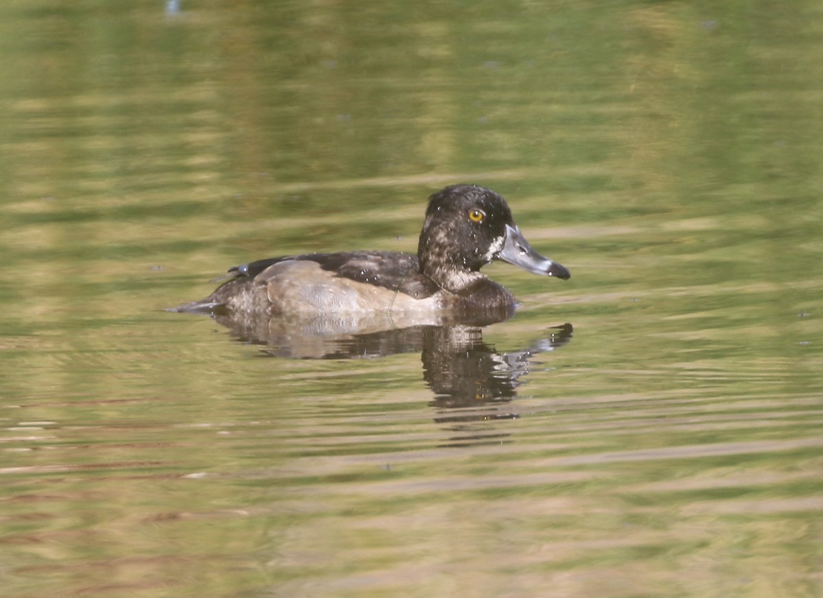 Ring-necked Duck - logan kahle