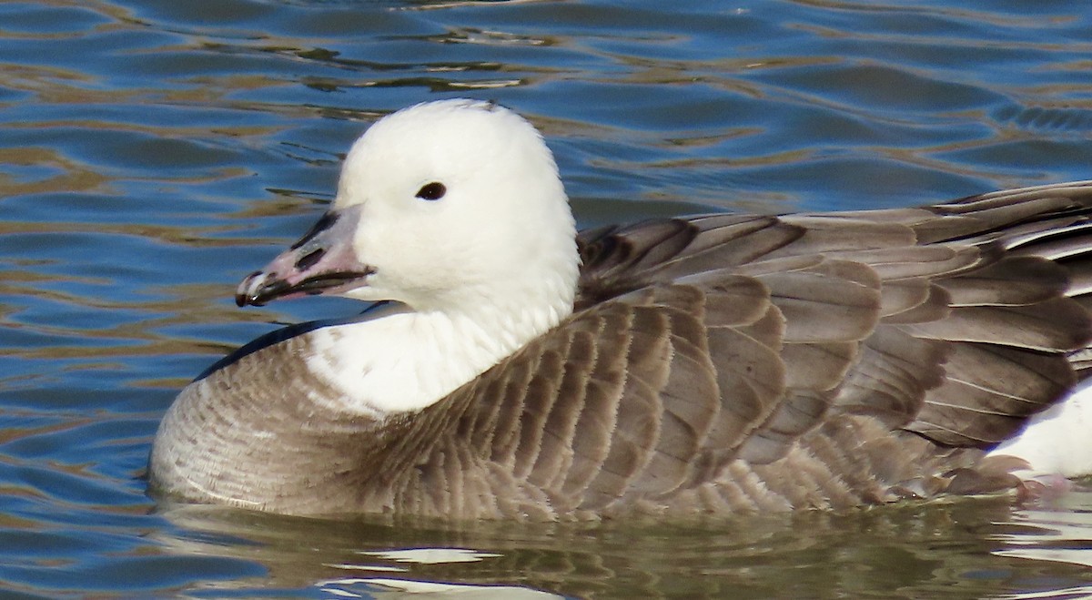 Snow x Cackling Goose (hybrid) - ML390413391