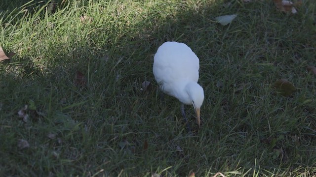 Western Cattle-Egret - ML390413651