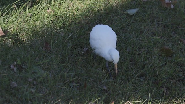 Western Cattle Egret - ML390413651