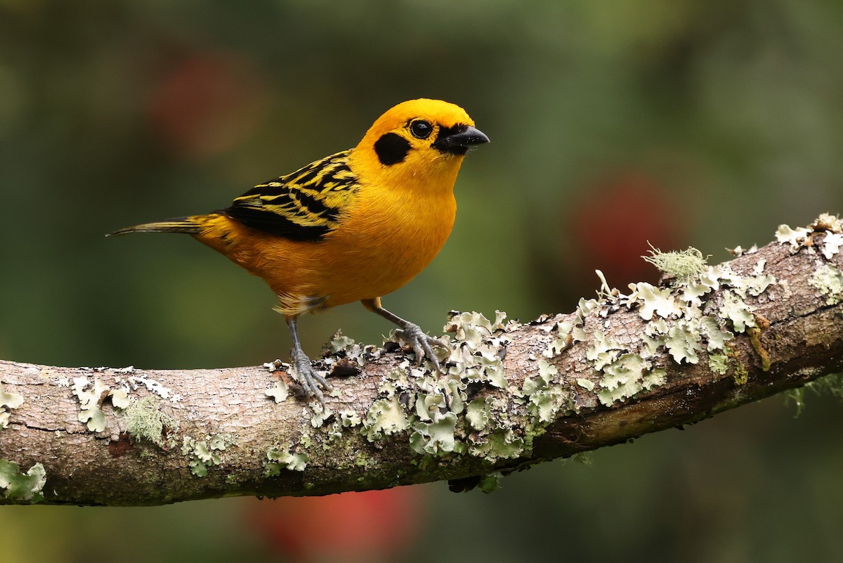 Golden Tanager - ML390416971