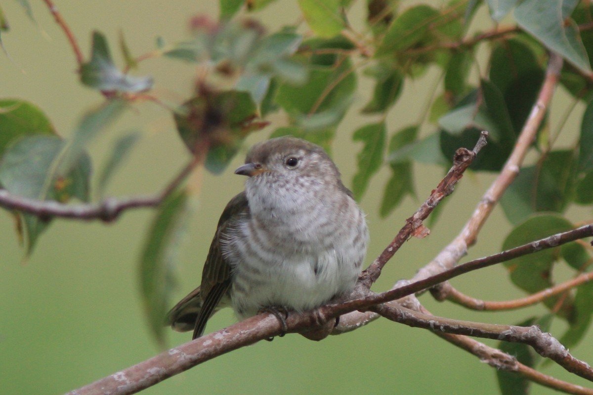 Shining Bronze-Cuckoo - ML390417831