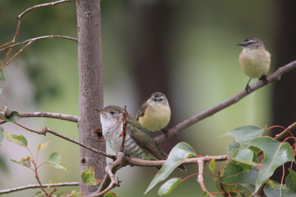 Shining Bronze-Cuckoo - ML390417841