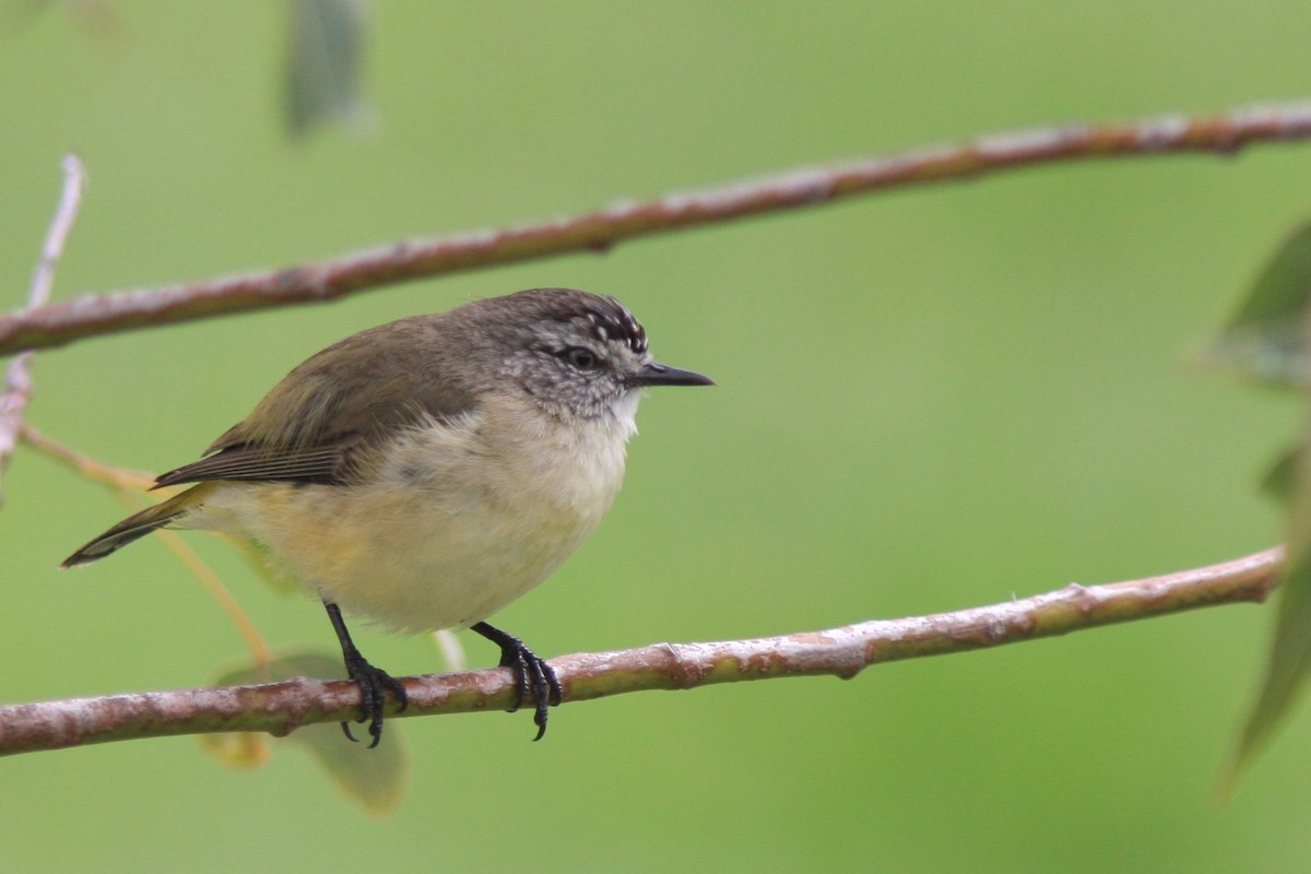 Yellow-rumped Thornbill - ML390417861