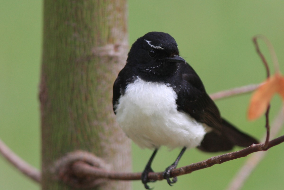 Willie-wagtail - ML390417901