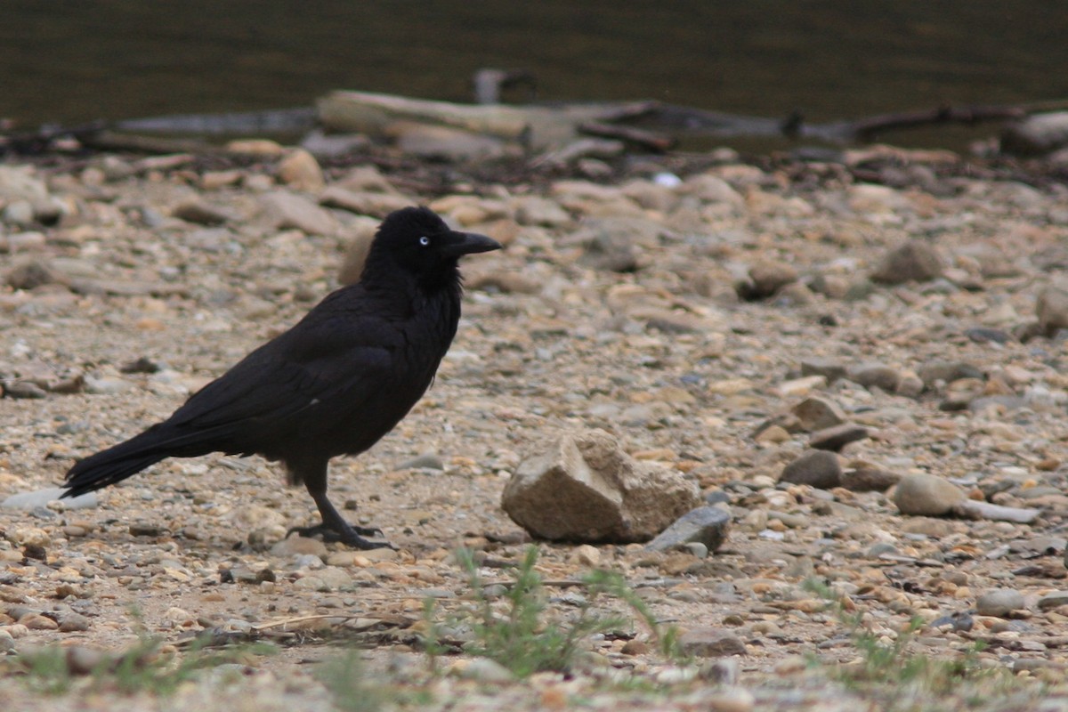 Australian Raven - ML390418051