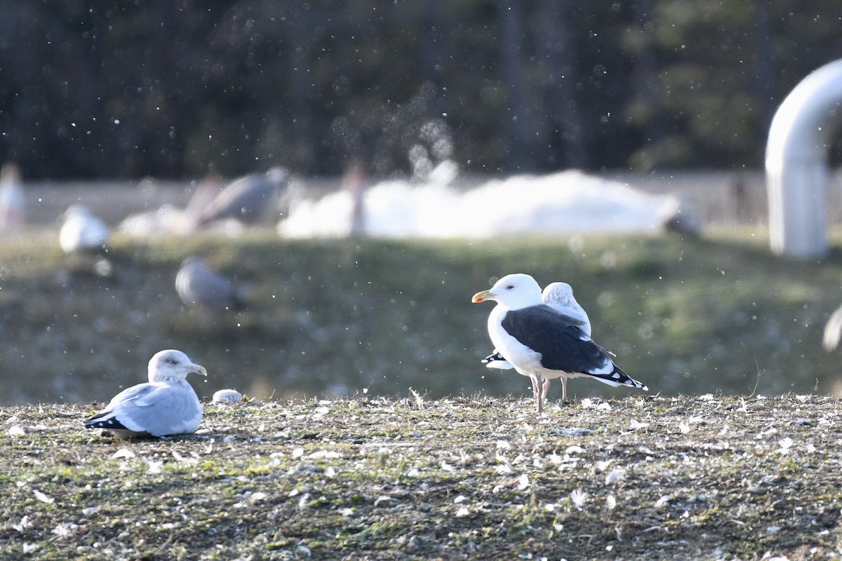 Great Black-backed Gull - ML390418721