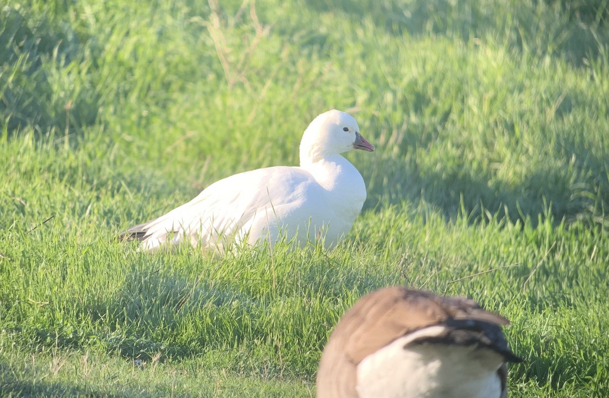 Ross's Goose - ML390421511