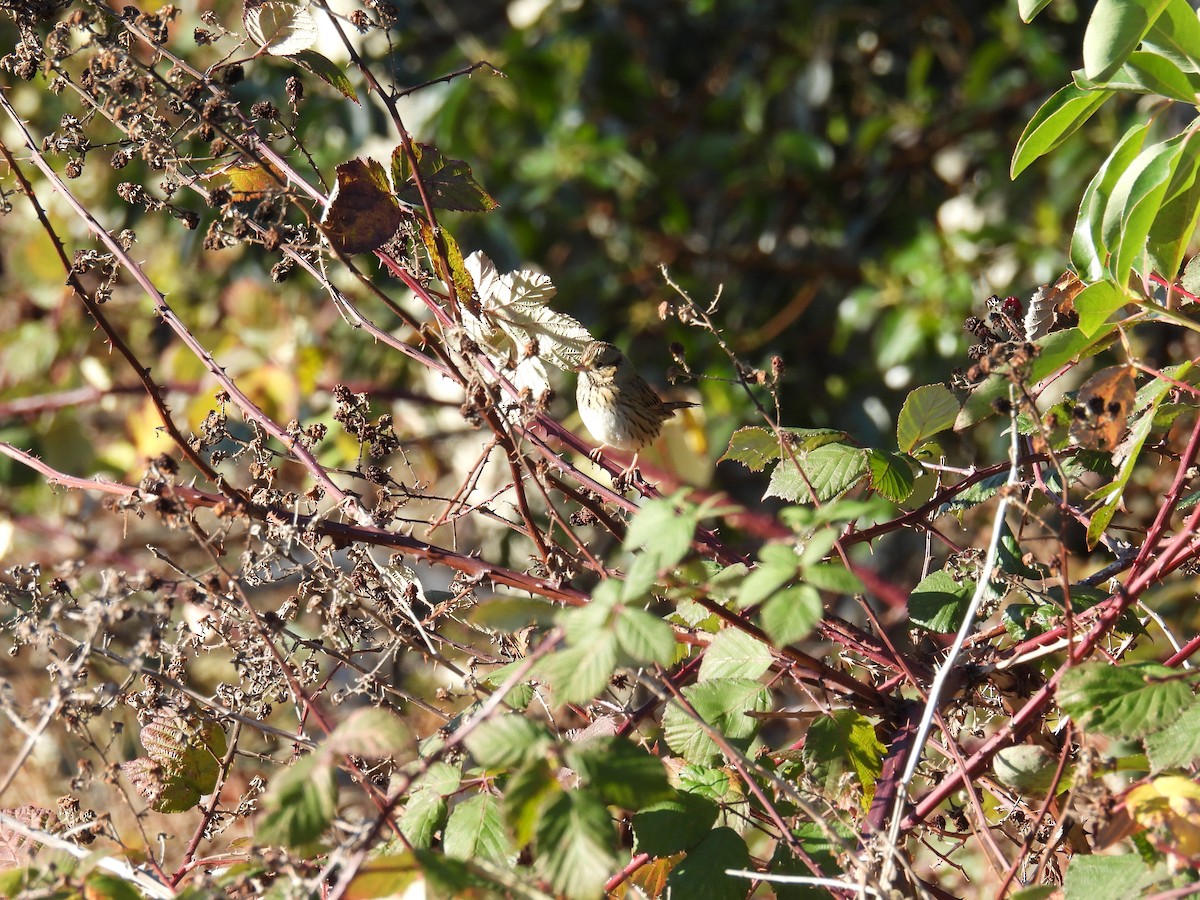 Lincoln's Sparrow - ML390422171