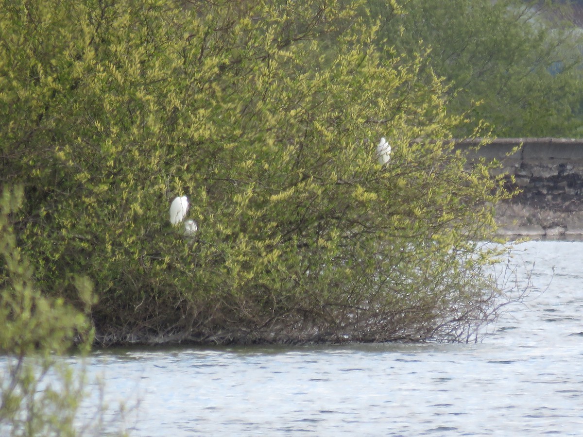 Little Egret - ML390422391