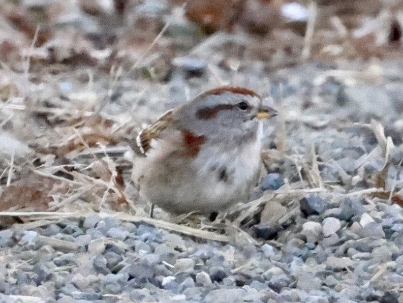 American Tree Sparrow - ML390423121