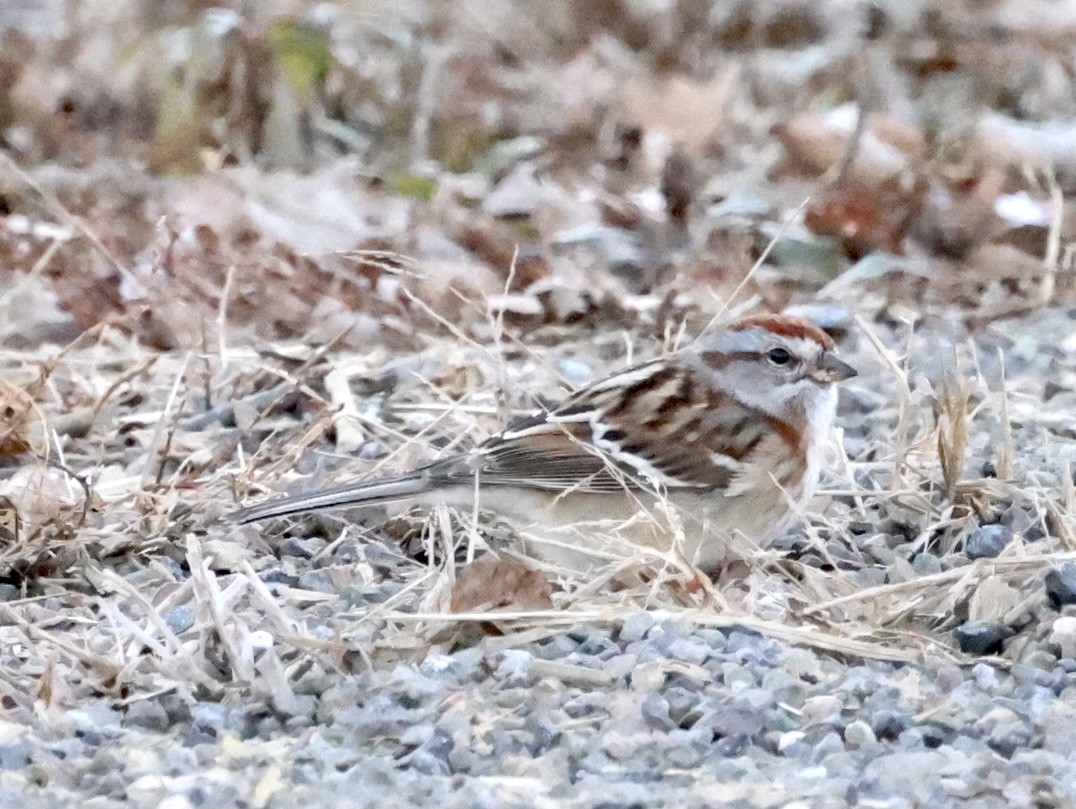 American Tree Sparrow - ML390423131