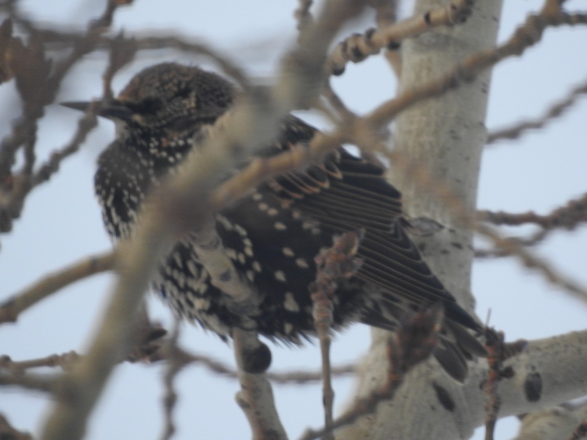 European Starling - ML390423981