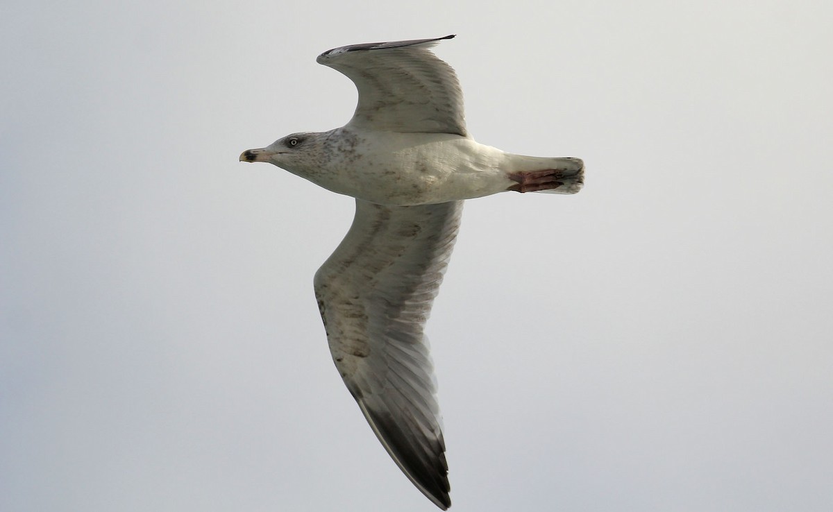 Silbermöwe (argentatus/argenteus) - ML390424711