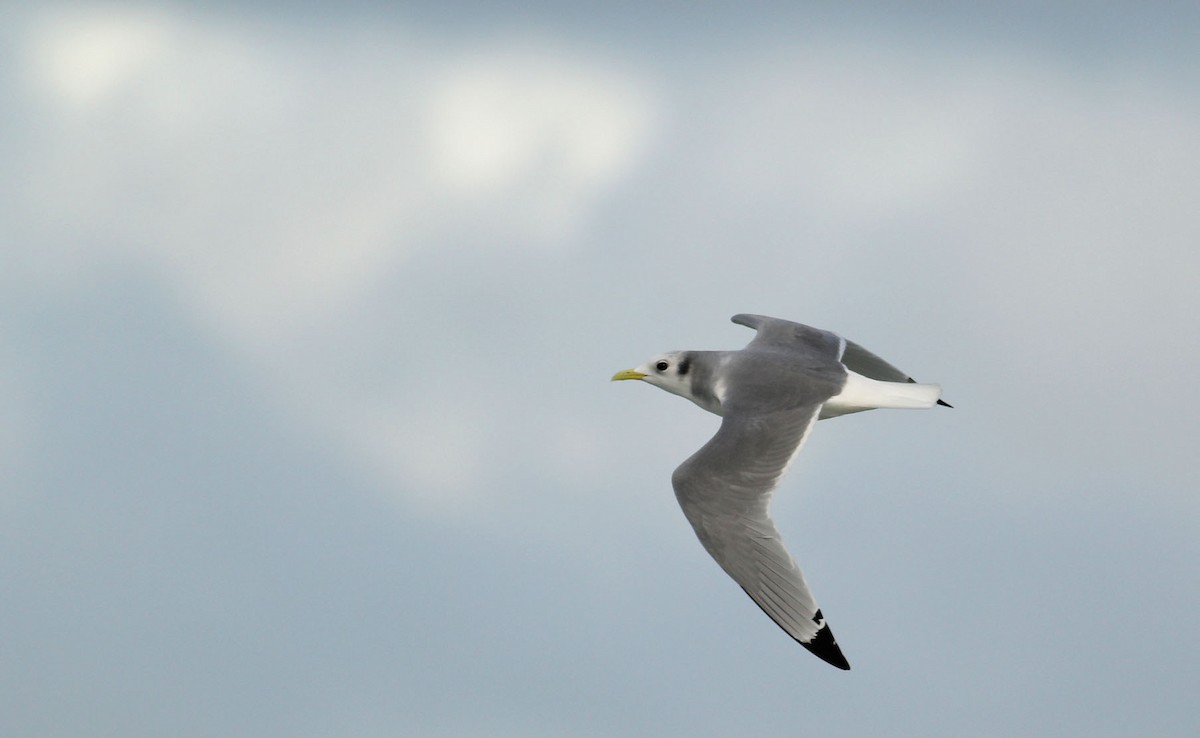 Black-legged Kittiwake (tridactyla) - ML390424731