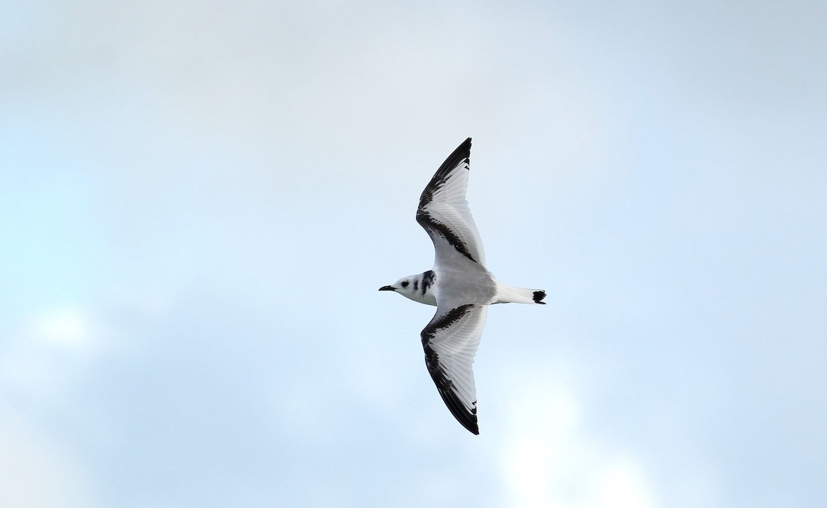 Mouette tridactyle (tridactyla) - ML390424891