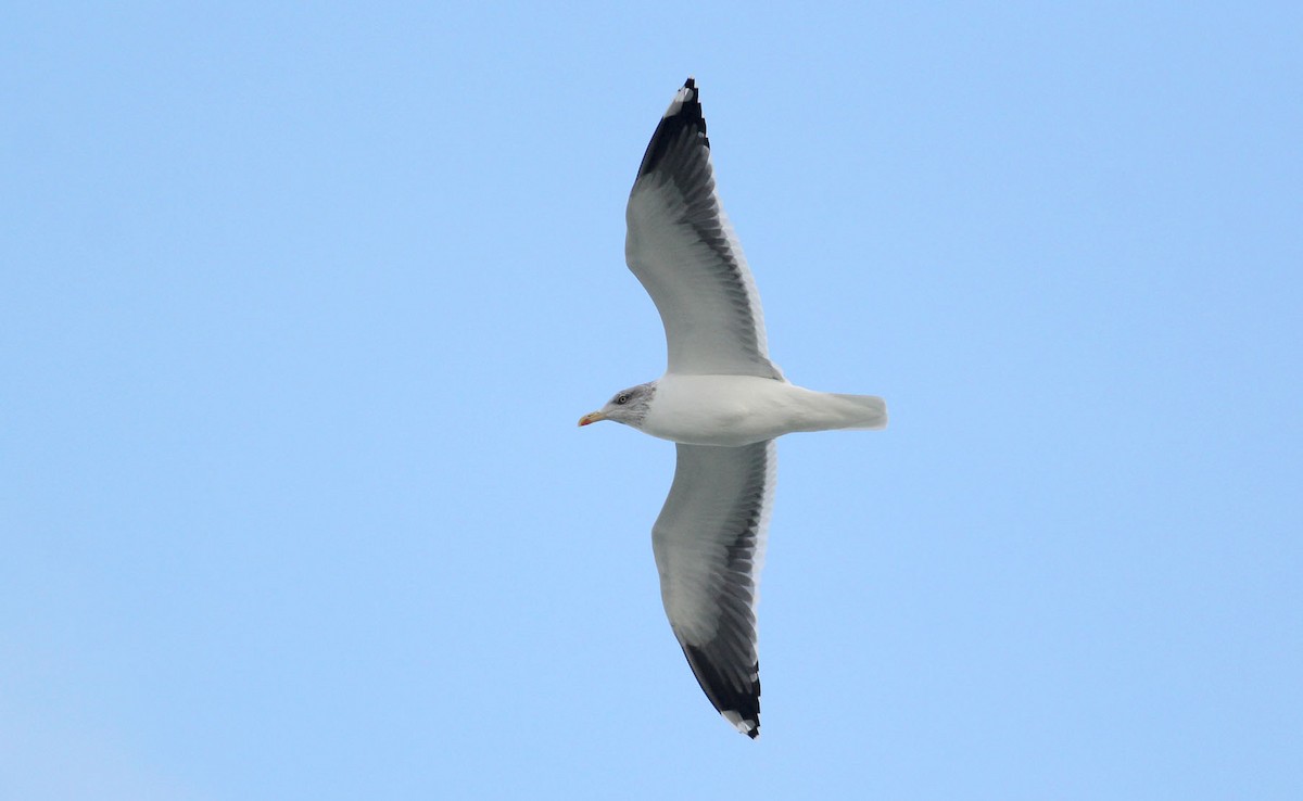 Lesser Black-backed Gull - ML390424921