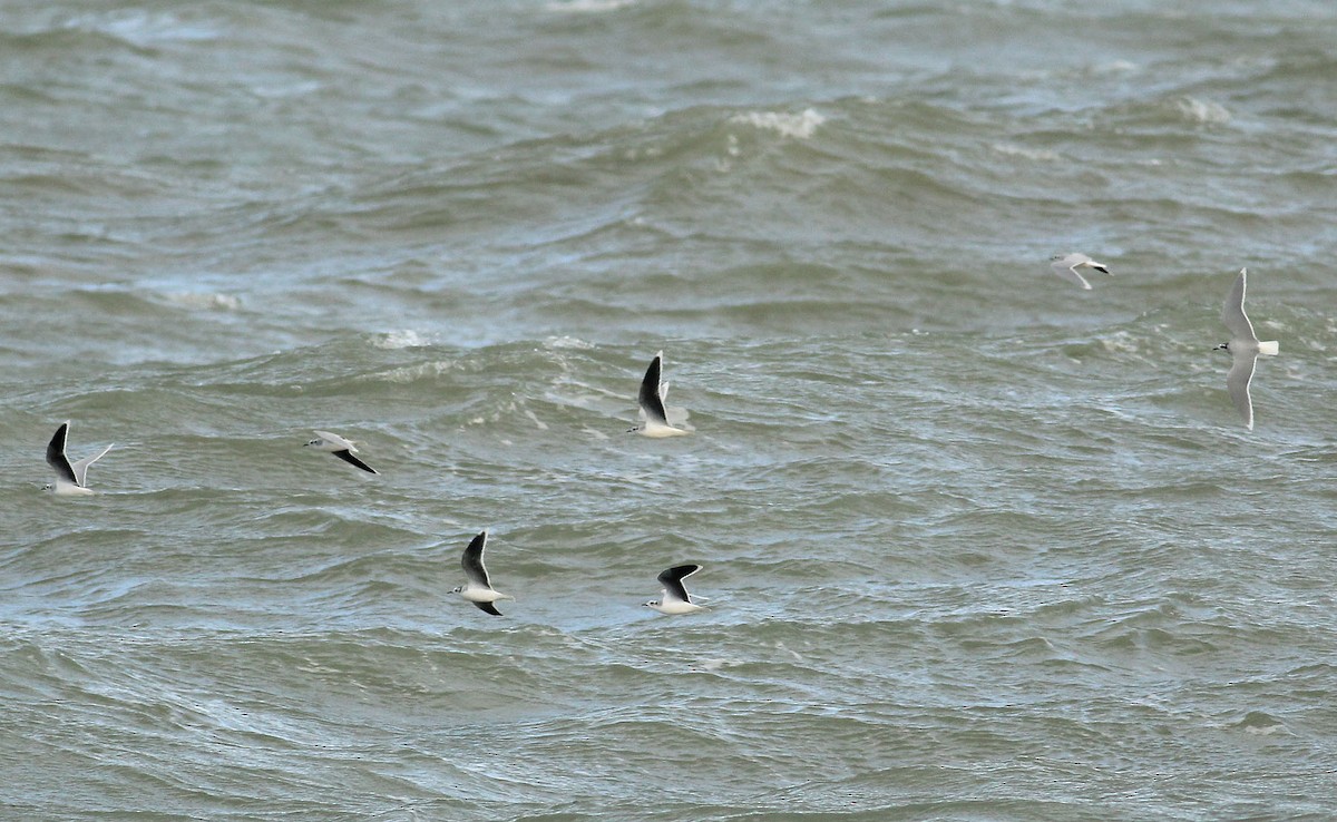 Mouette pygmée - ML390425011