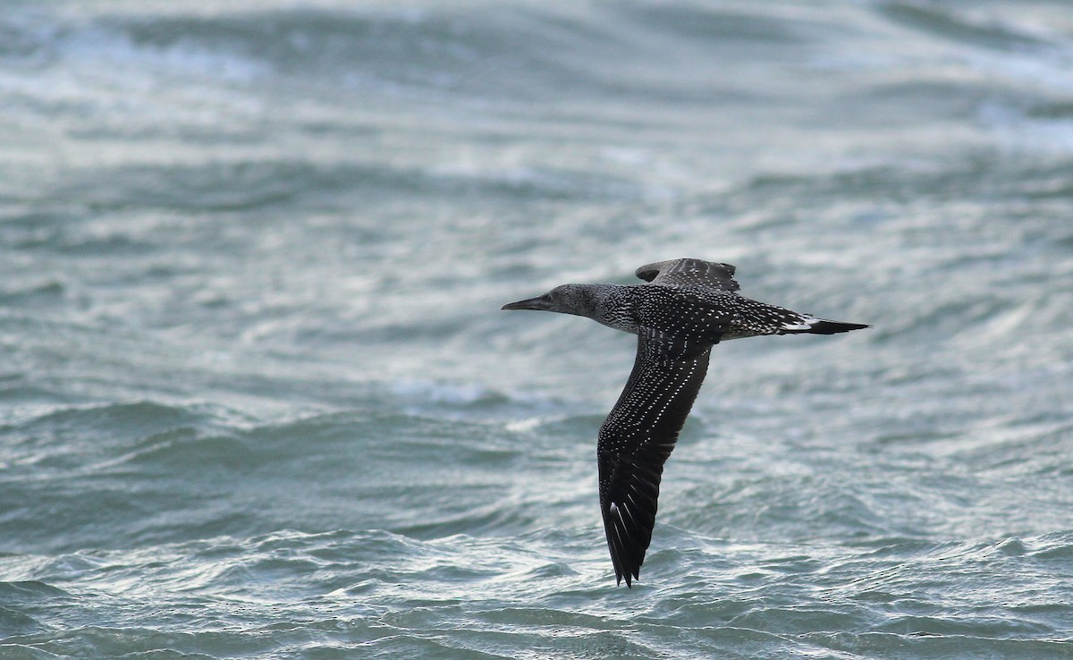 Northern Gannet - Adrien Mauss