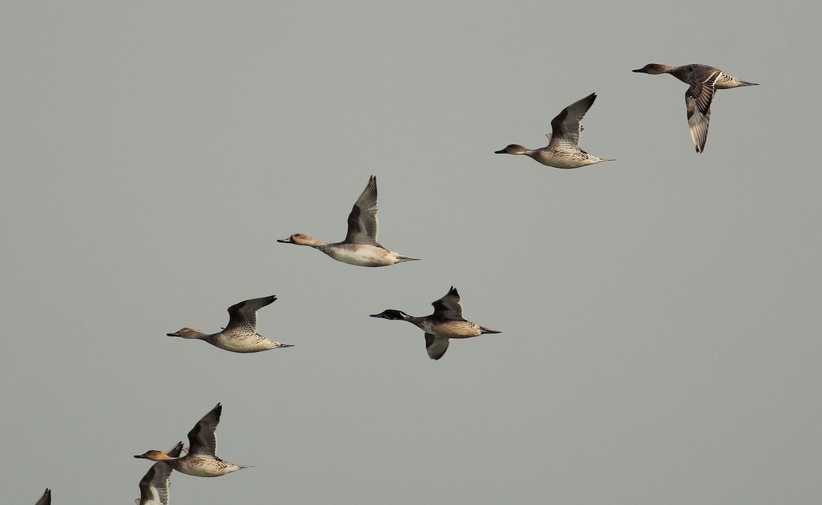 Northern Pintail - ML390425281