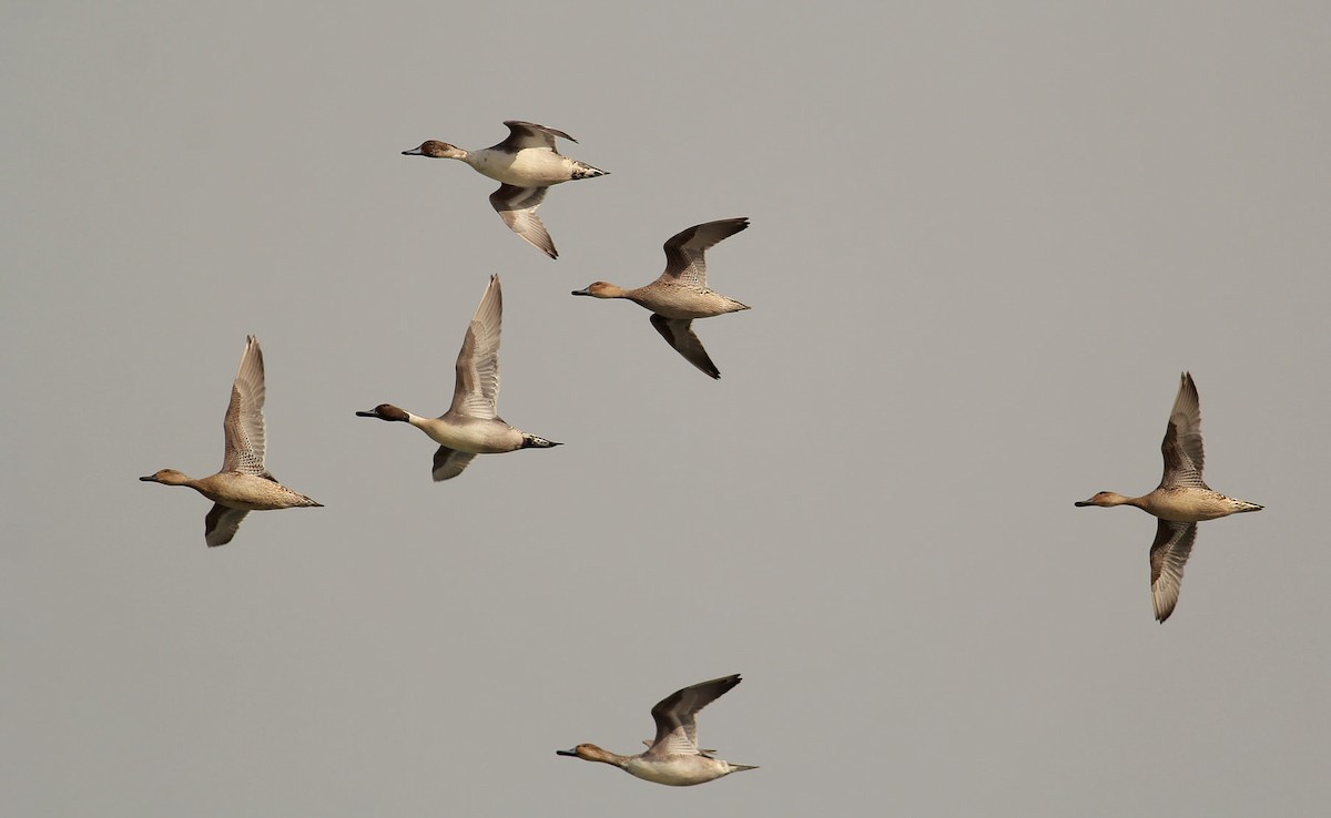 Northern Pintail - ML390425311