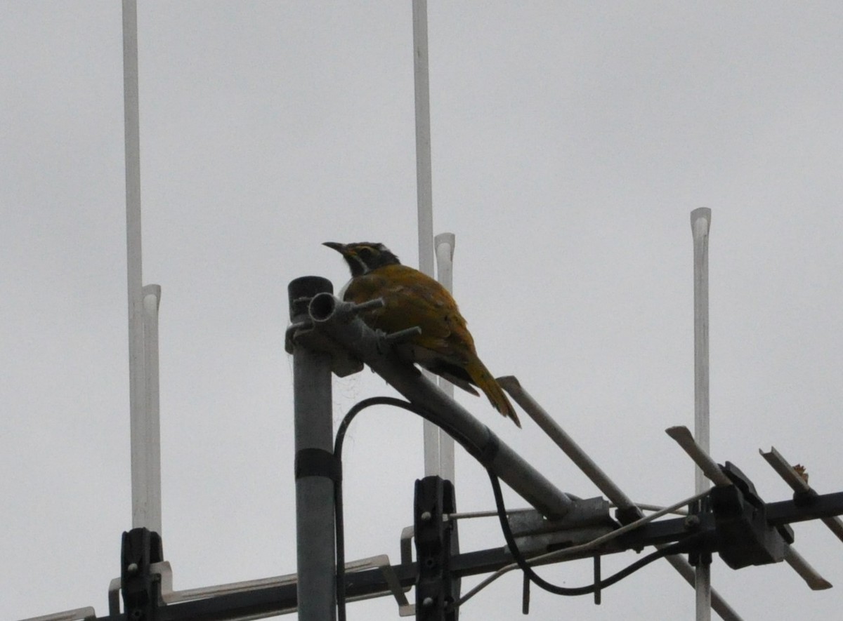 Blue-faced Honeyeater - ML390428431