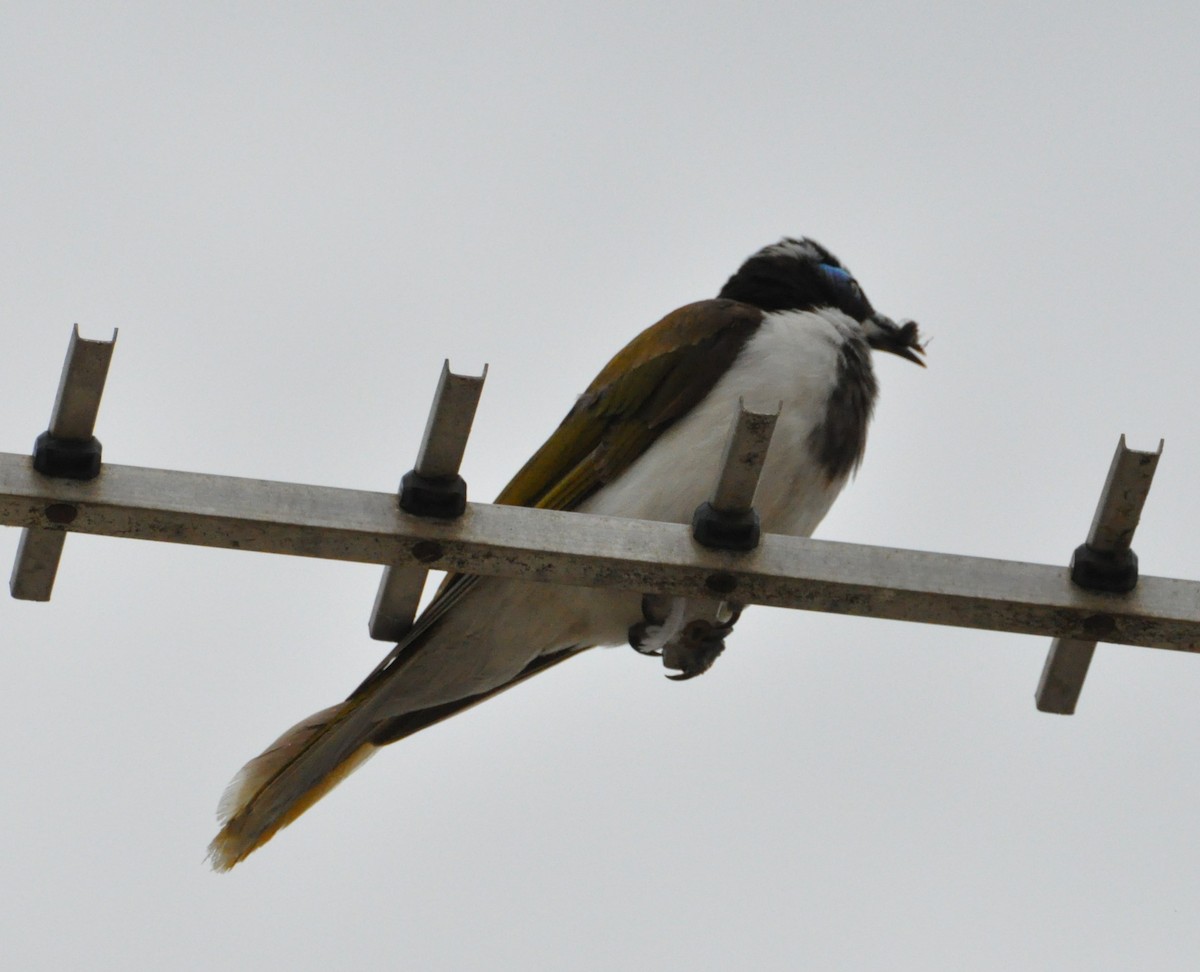 Blue-faced Honeyeater - ML390428481