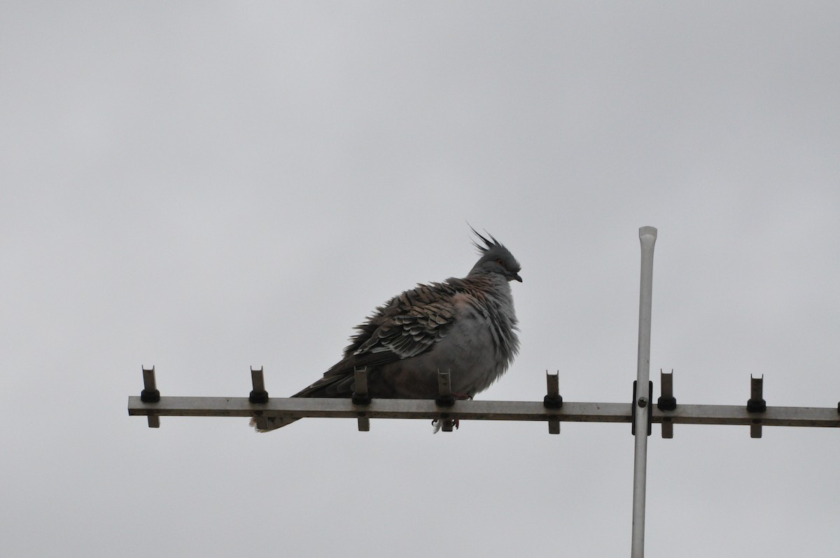 Crested Pigeon - ML390428641