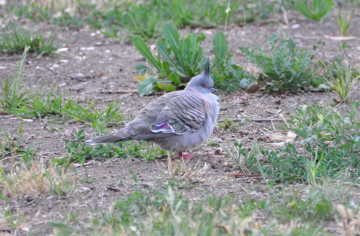 Crested Pigeon - ML390429141