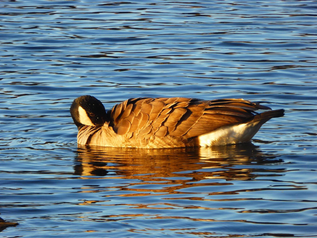 Kanadagans - ML390429171