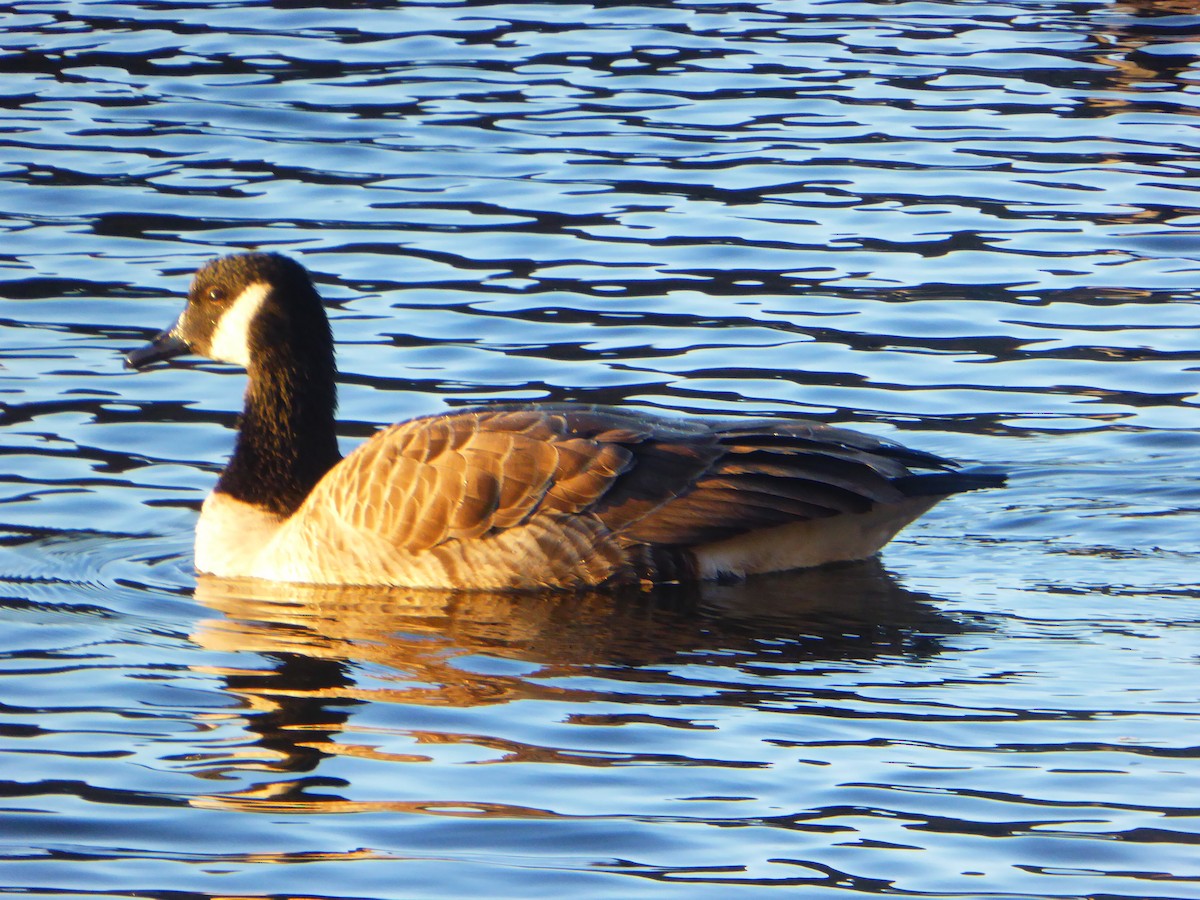 Kanadagans - ML390429201