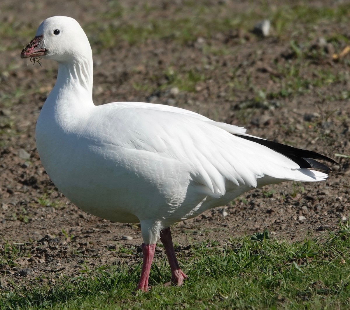 Ross's Goose - ML390429311