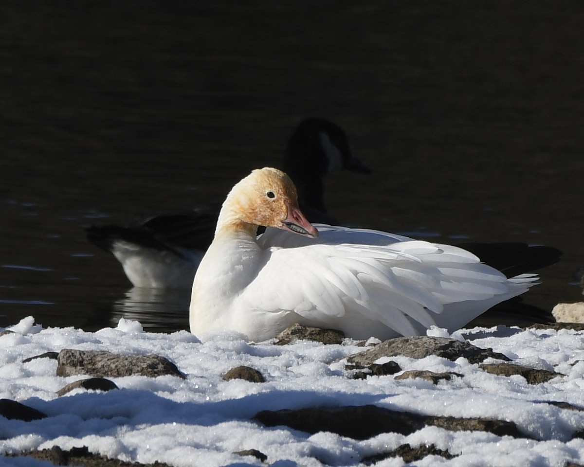 Oie des neiges - ML390429391